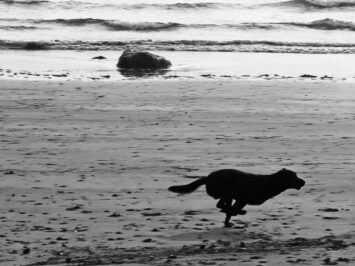 Black-and-white photo of dog running by ocean. Phil Dolby / Creative Commons