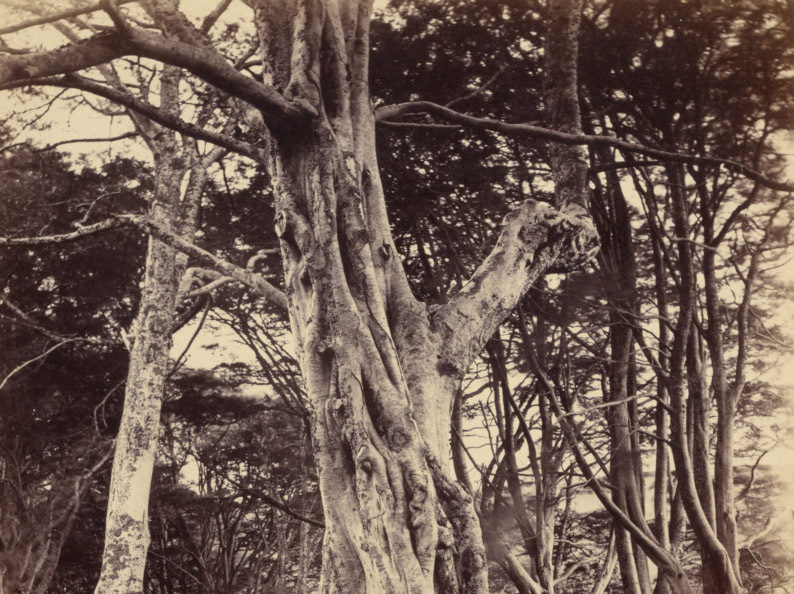 A photograph of a tree.