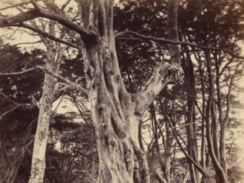 A photograph of a tree.