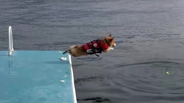 A corgi leaps from a floating dock in pursuit of a tennis ball