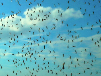 Midges and a blue sky with clouds
