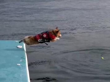 Corgi jumping from floating dock into water after a tennis ball with great abandon