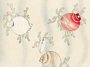 Drawings of shellfish