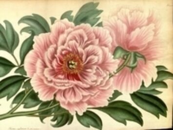 A painting of a peony.
