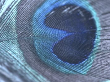 Close up of a peacock feather. Photo: Amber Flowers.