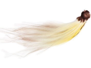 “Greater Bird-of-Paradise.” From the National Museum of History.