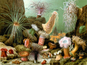 Painting of sea anemones. Various sea anemones by Giacomo Merculiano, 1893.