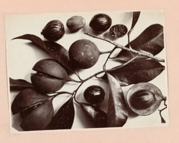 Black and white image of nuts emerging from their casing. C. Dietrich. Courtesy Rijksmuseum, Amsterdam.