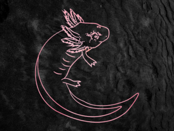 Graphic of an axolotl. Illustration by Laura Padilla Castellanos.