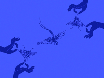 Graphic with hands and mayflies by Laura Padilla Castellanos.
